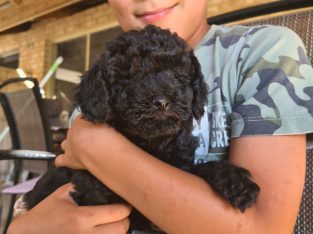 Cavoodle Puppies for Sale