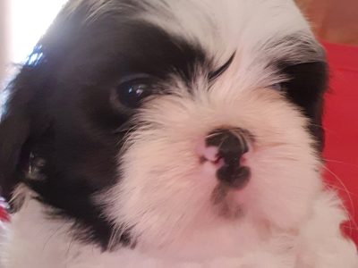 Maltese shih tzu puppies