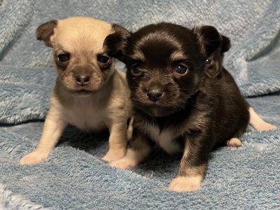 Purebred Male Chihuahua Puppys