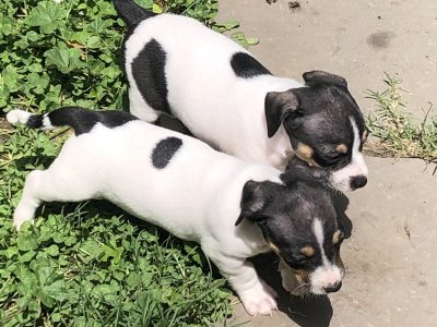 JackRussell Pups