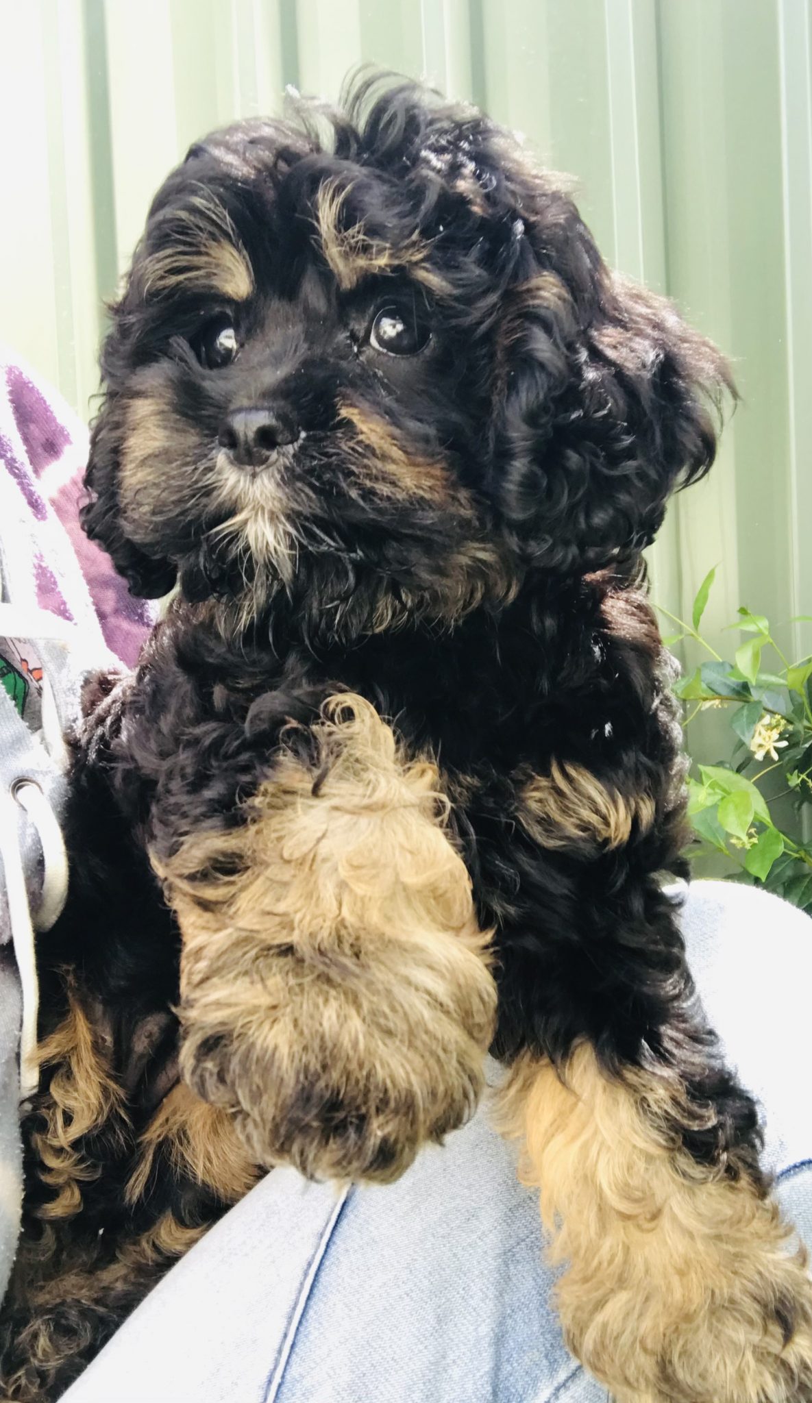 Cavoodle Puppies for Sale