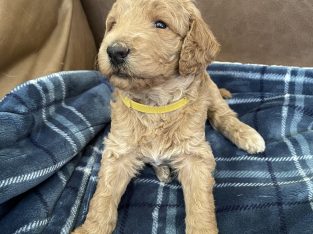Standard poodle puppy to new home!