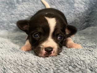 Purebred Chihuahua Pups