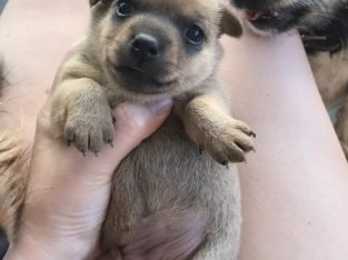 Chihuahua x mini foxy/ silky terrier