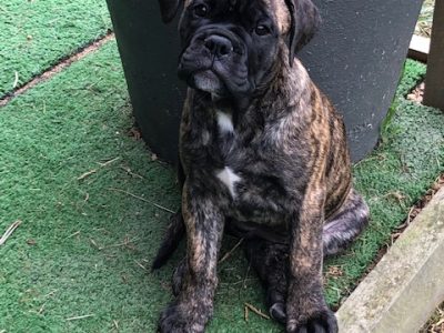 British Bulldog x Bullmastiff
