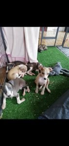 Italian Greyhound Pups