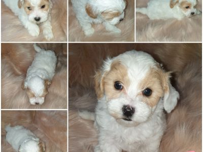 Shmoodles (Minature Poodles x Maltese Shih Tzu)