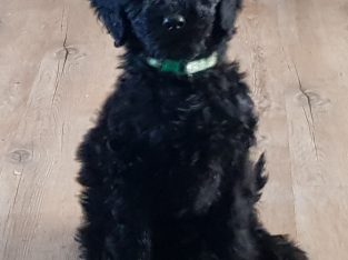 Pure Black Purebred Standard Poodle Puppies