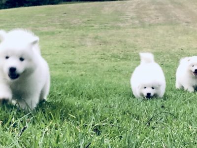 Samoyed purebred for sale