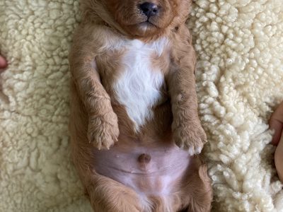 Toy Cavoodle Puppies
