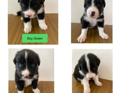 Border Collie Puppies