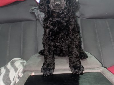 Standard poodle puppy Boy