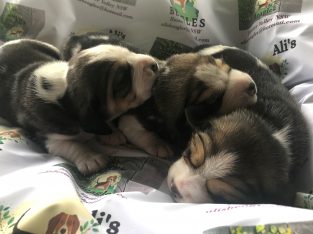 Beagle Puppies Purebred