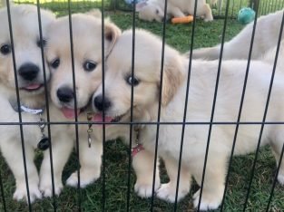 Golden Retriever Puppies