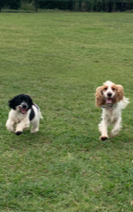 Cocker spaniel puppies due in March