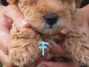 F1 Toy poodle