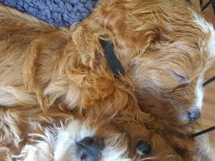Cavoodle puppies. Raised in family room with love