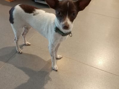 Chihuahua X Tentifield Terrier