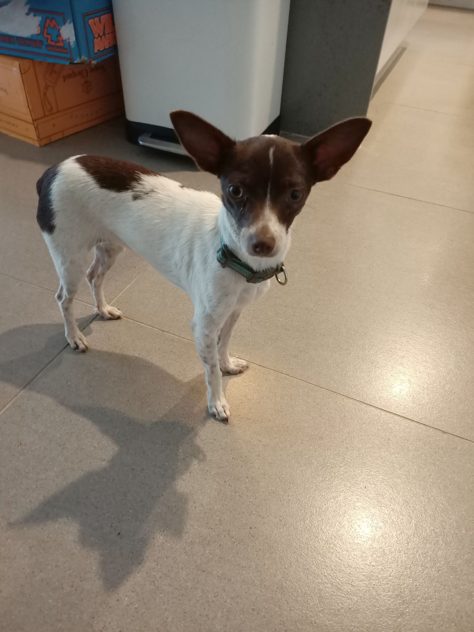 Chihuahua X Tentifield Terrier