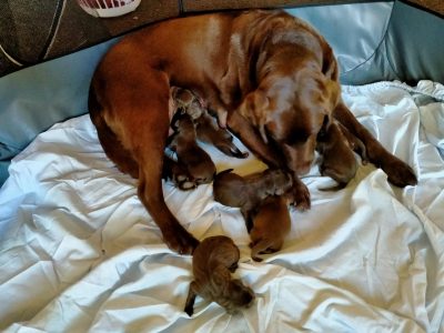 Pure Bred Chocolate Labrador