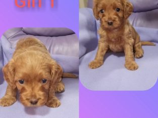 Cavoodle X Spoodle Puppies for sale