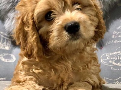 Cavoodle Puppy For Sale