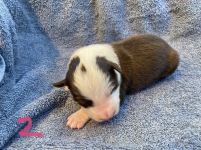 Purebred Border Collie Puppies