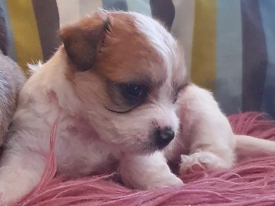 Chihuahua pups x shit-zu pups