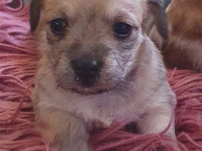 Chihuahua pups x shit-zu pups