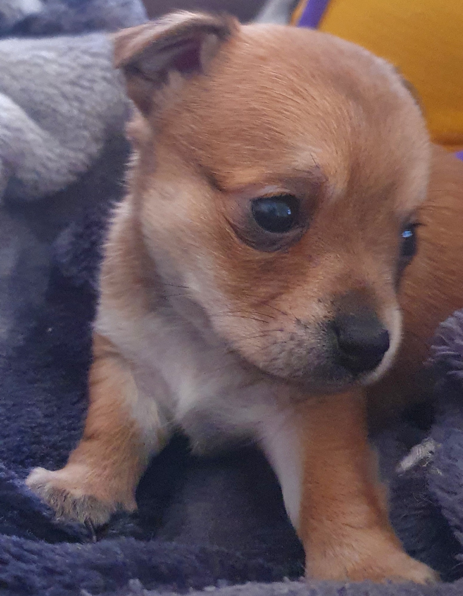 Chihuahua pups x shit-zu pups