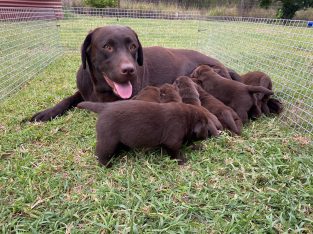 Pure Bred Chocolate Labrador puppies