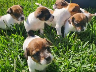 Pure Bred Jack Russell Puppies