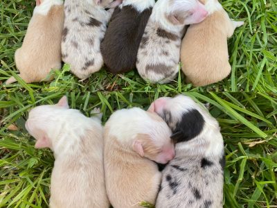 Purebred Border Collie Puppies