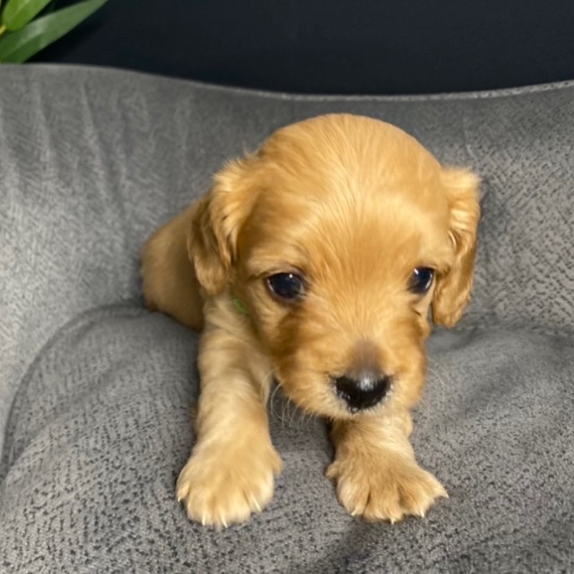 Cavoodle Puppies (males)