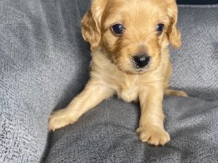 Cavoodle Puppies (males)