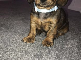 Miniature dachshund- Male pup