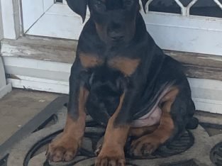 Pure breed Doberman puppies European and American