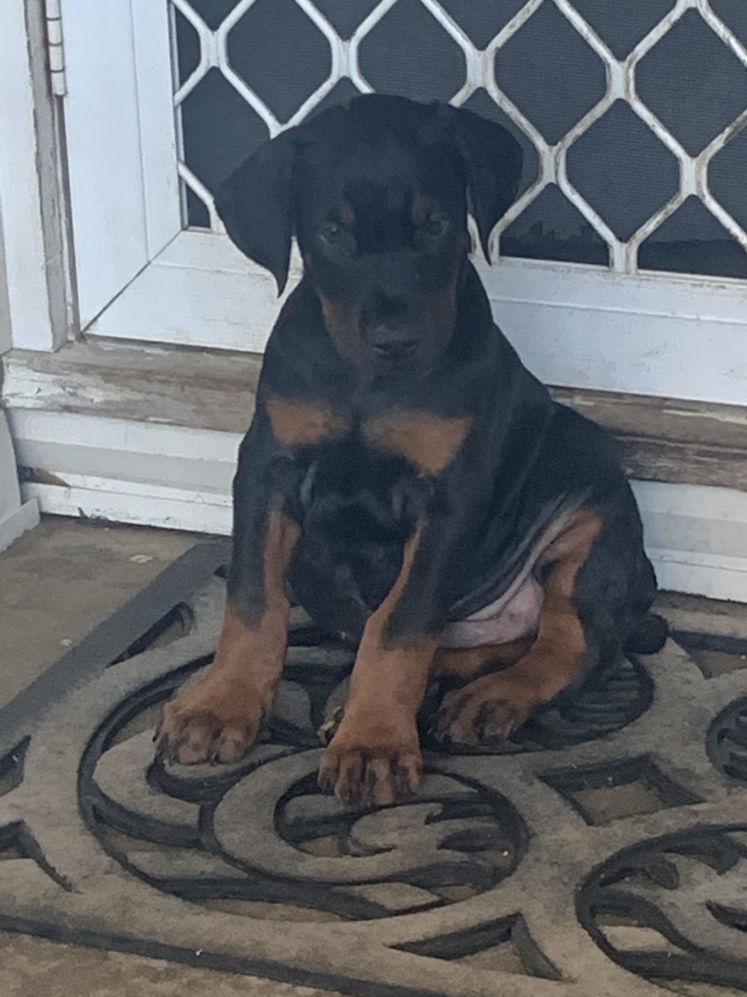 Pure breed Doberman puppies European and American