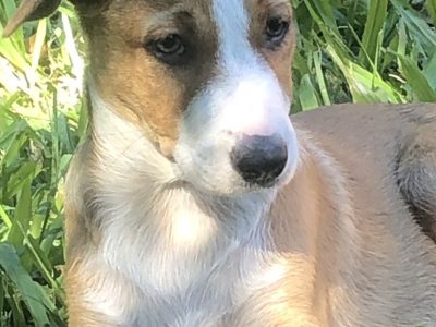 Border Collie X Kelpie