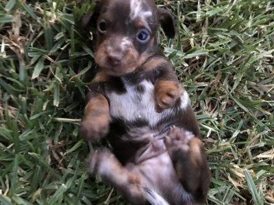 Best Easter Chocolate EVER!!!