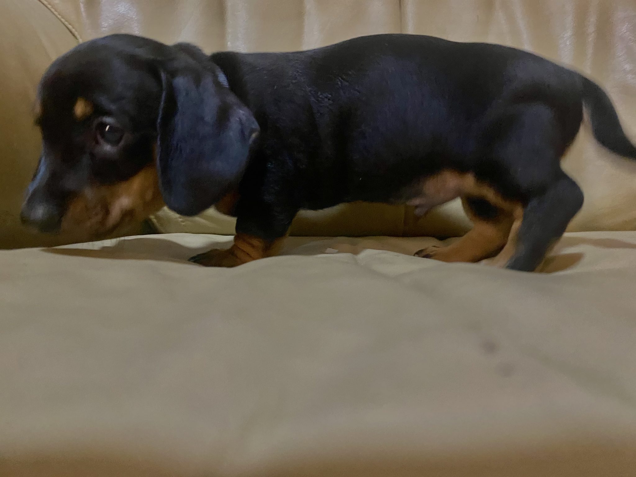 Beautiful Miniature Dachshunds AVAILABLE NOW