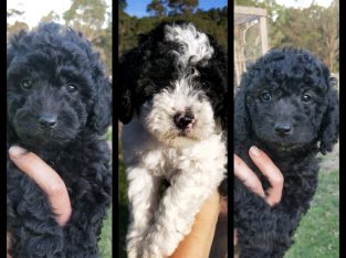 Gorgeous Toy Cavoodle Puppies Avail April 4th 2021