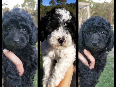 Gorgeous Toy Cavoodle Puppies Avail April 4th 2021