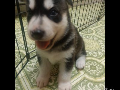 Purebred Siberian Husky puppies