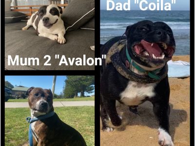 English Staffordshire Bull Terrier