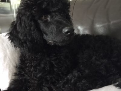 Standard Poodle