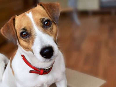 WANTED: Small breed/cross breed puppy