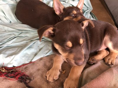 Australian Kelpie pups
