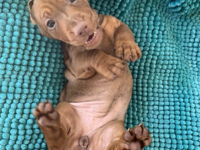 dachshunds smooth hair puppies