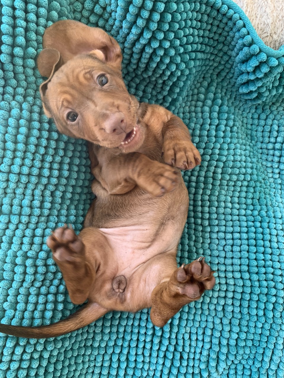 dachshunds smooth hair puppies